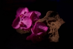 Madera y Flor