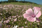 Malva
