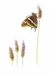 Mariposa del madroño y lavanda