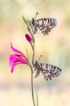 Mariposas y 8