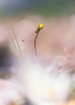 Micromundos ocultos