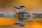 Reflejo de Mito