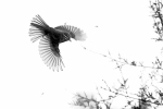 Mosquitero común cazando a sus presas preferidas