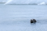 Nadando en hielo