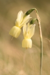 Narcissus triandrus subsp. pallidulus
