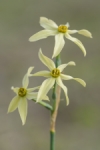 Narcissus x alleniae