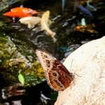 Metamorfosis