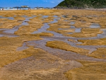 Lejania