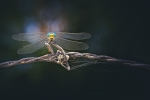 Onychogomphus forcipatus