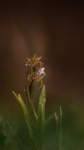 Orquídea Serapia en la Sierra de Grazalema
