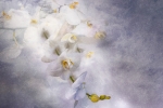 Orquídeas blancas