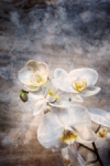 Orquídeas blancas
