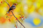Otoño
