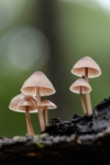 Otoño