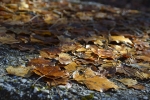 OTOÑO Y SUS HOJAS