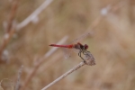 LIBELULA