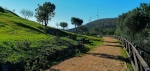 CAMINO HACIA EL VIENTO