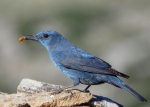 &quot;El principe azul&quot; Roquero solitario