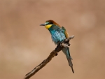 Pájaro arco iris