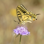 Su Majestad