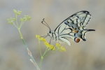 Papilio machaon