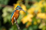 Pesca de Rio