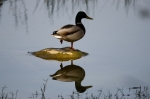 Reflejo del Ánade