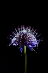 Scabiosa