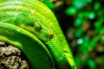 Serpiente Esmeralda: Belleza en la Naturaleza