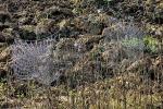 TELAS DE ARAÑA