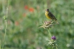 The bird