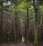 The forest