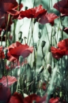 Tiempo de amapolas