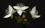 tres bellezas