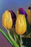Tulipanes