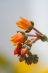 Una pequeña joya naranja