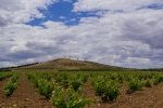 Viento y Viñedos