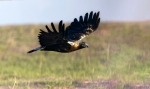 Volando voy