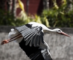 VUELO PARADO