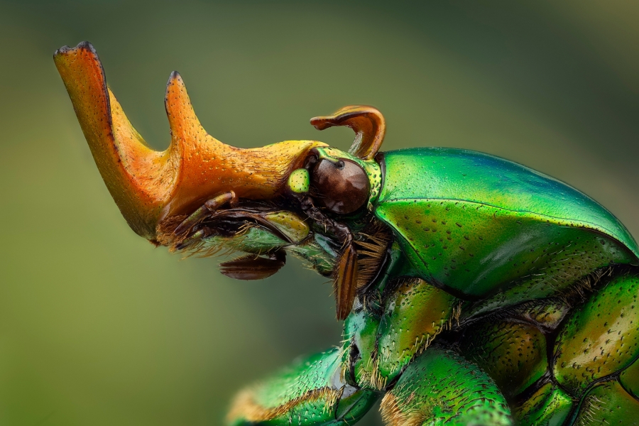 Escarabajo verde africano