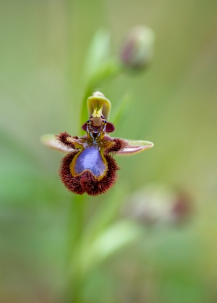 &quot;Ophrys speculum&quot;
