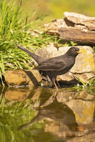 reflejos