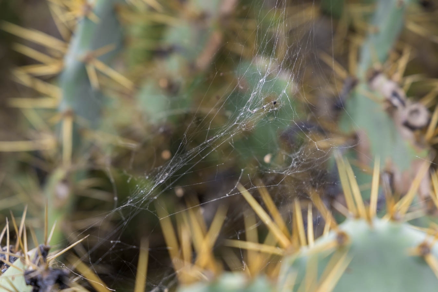 ARAÑA EN CHUMBERA