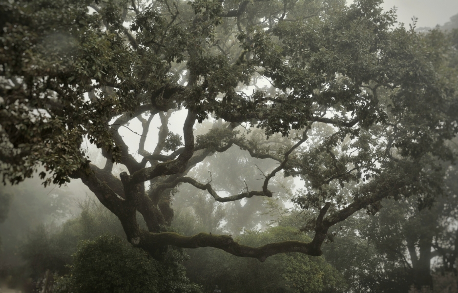 Nieblas en el bosque