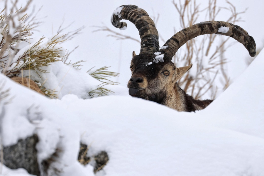 ENTRE LA NIEVE