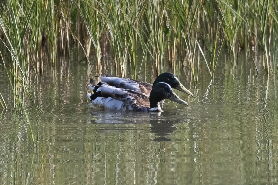 LOS HERMANOS PATOS