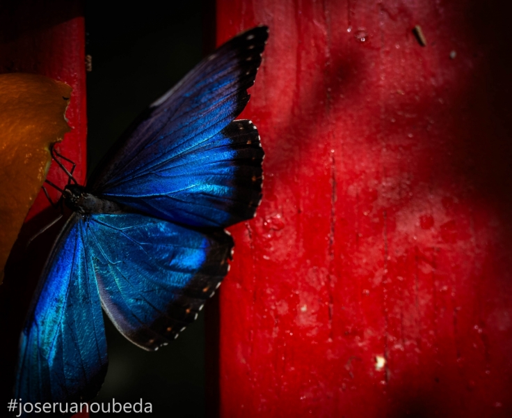 Mariposa Azul