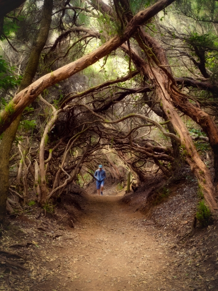 Bosque encantado