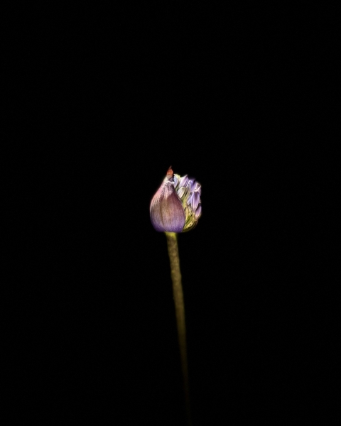 Flor nocturna
