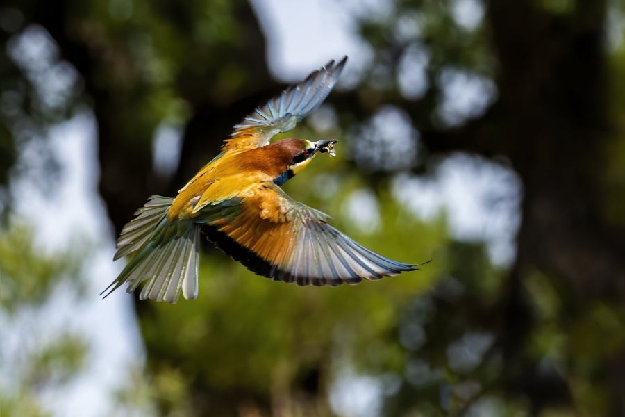 Abejaruco cazando su sustento en vuelo